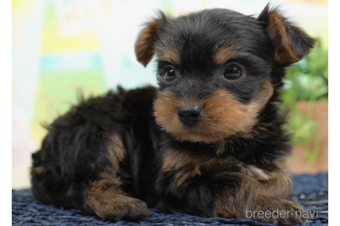 成約済の千葉県のヨークシャーテリア-222397の4枚目